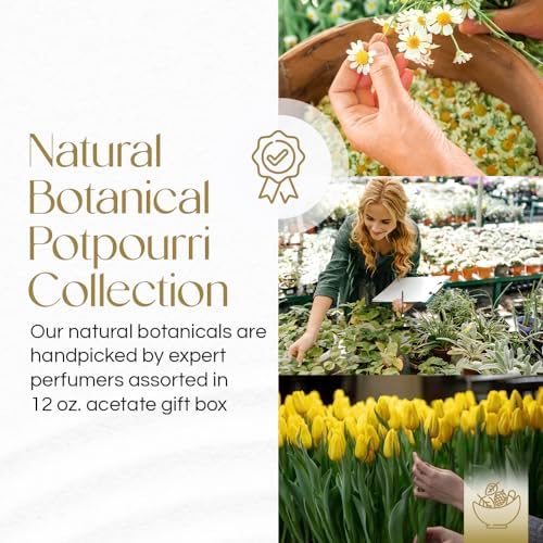 Gonesh Sea Breeze Potpourri 12 oz Gift Box
