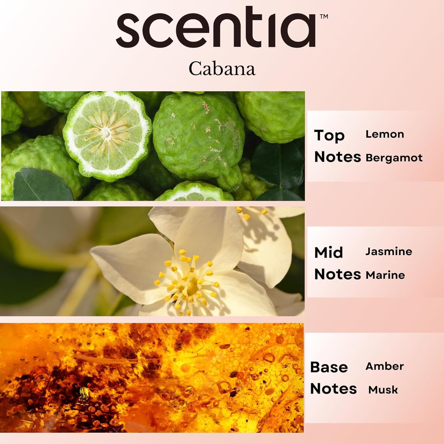 Scentia Cabana Oil - 20 mL Hotel Inspired Fragrance